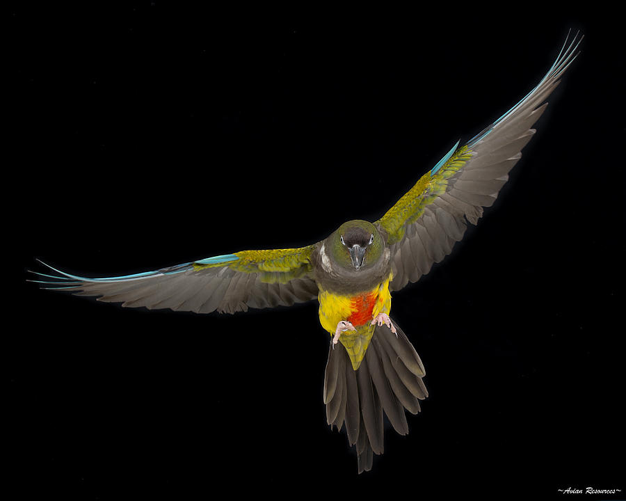 Patagonian Conure in Flight 1 Photograph by Avian Resources