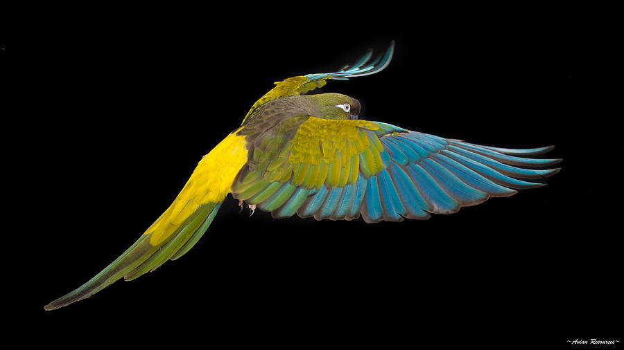 Patagonian Conure in Flight 2 Photograph by Avian Resources