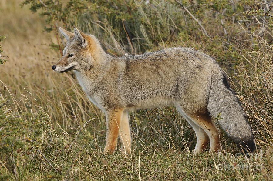 Patagonian Gray Fox Photograph by John Shaw
