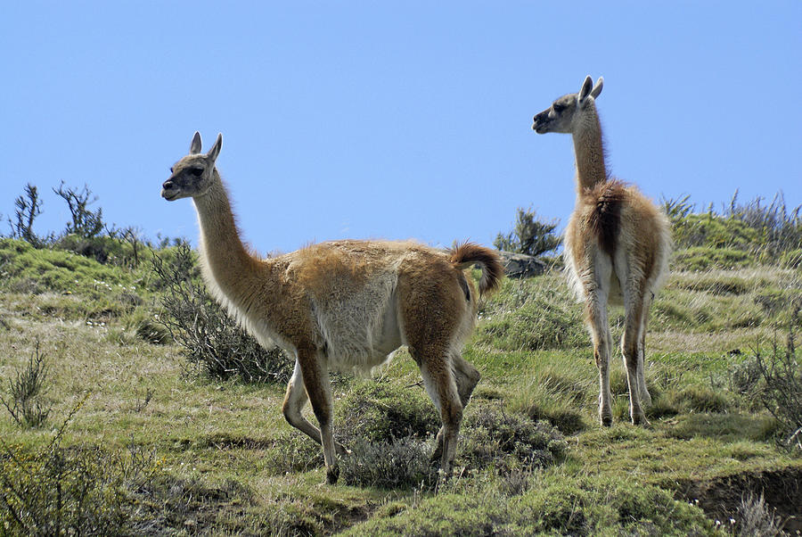 Patagonian Guanacos Photograph by Michele Burgess