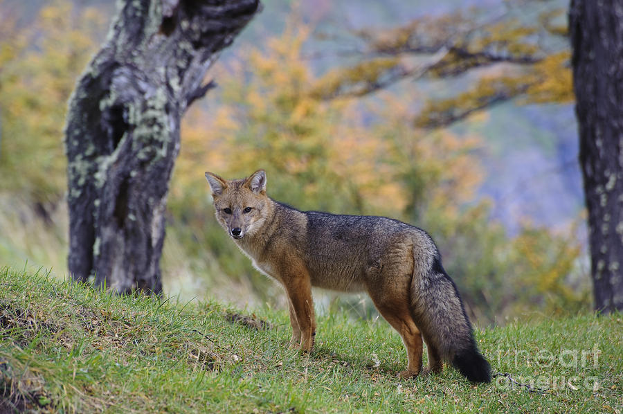 Patagonian Red Fox Photograph by John Shaw