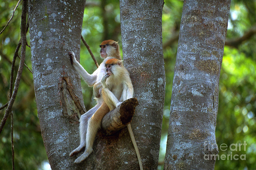 Patas Monkey And Young Photograph by Art Wolfe