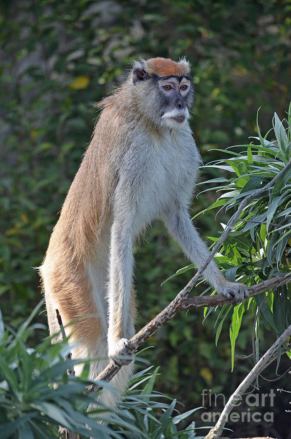 Patas Monkey on High Alert Photograph by Jim Fitzpatrick