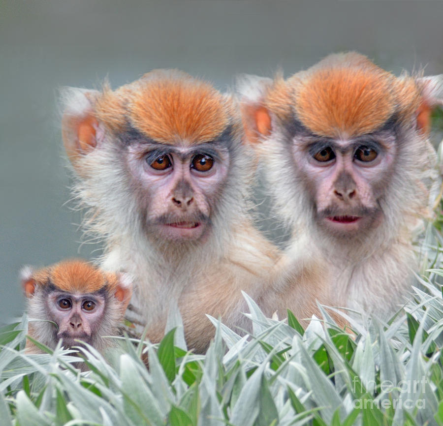 Wildlife Photograph - Patas Monkeys by Jim Fitzpatrick