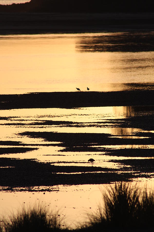 Patau mud flats early in the morning Photograph by Kester Bradwell