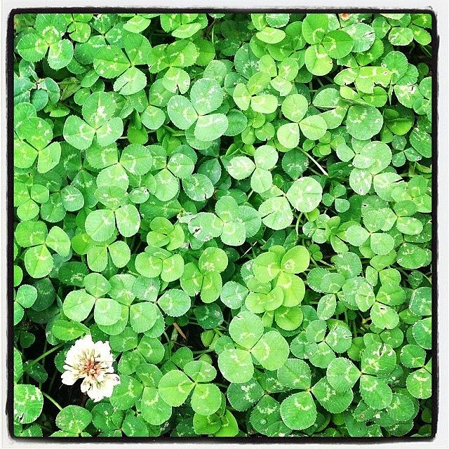 Patch Of Clover Photograph by Paula Manning-Lewis