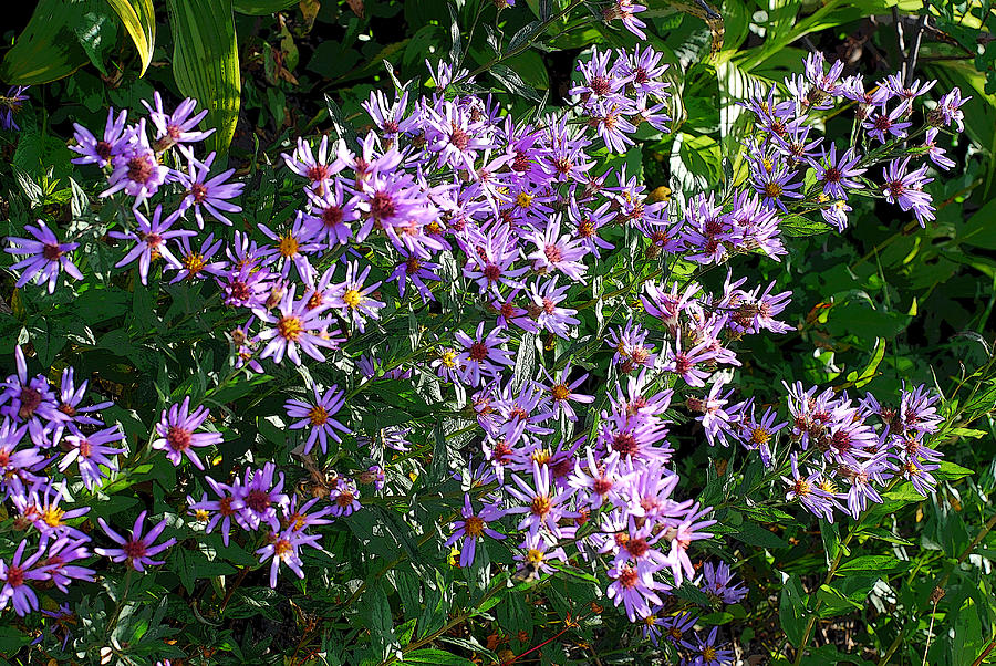 Patch of Purple Asters. Aster Alpinus Photograph by Connie Fox