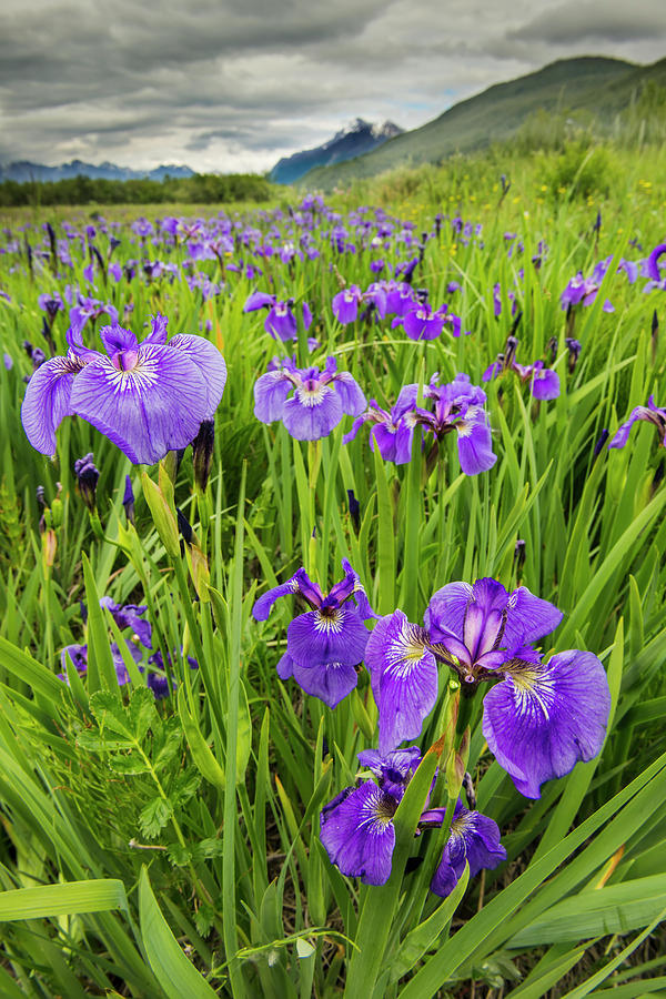 Patch Of Wild Irises On The Eklutna Photograph by Carl Johnson