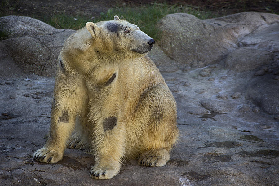 Polar Bear Photograph - Patches by Ben Shields