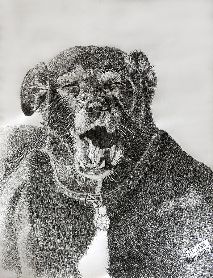 Patches-the old girls tired Drawing by Wade Clark