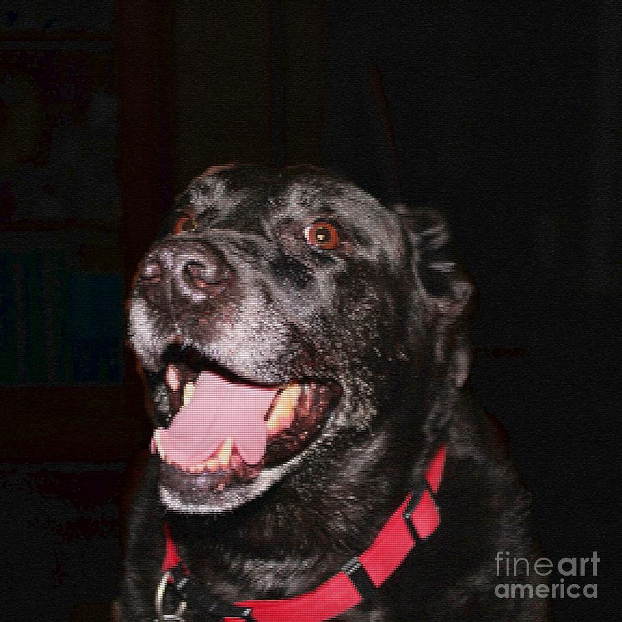 Patchwork Black Lab Smiling Photograph by Barbara A Griffin