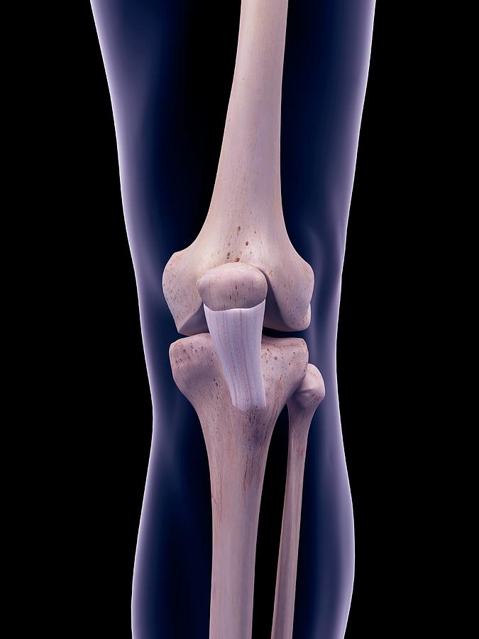 Patellar Ligament Photograph By Sebastian Kaulitzki Science Photo 