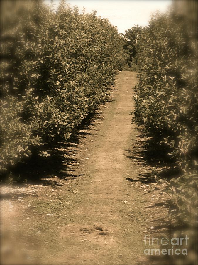 Path ahead Photograph by Deena Withycombe