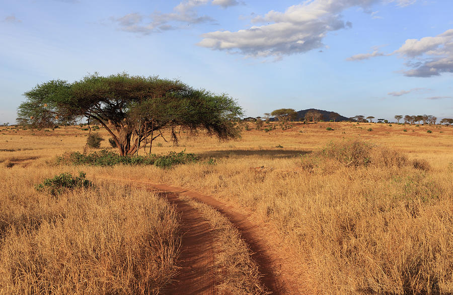 Path And Acacia Tree,tsavo National Photograph by Vincenzo Lombardo