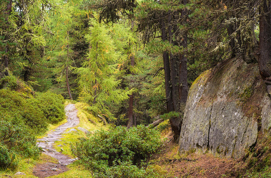 Path In Aletschwald Forest Switzerland Photograph By Matthias Hauser