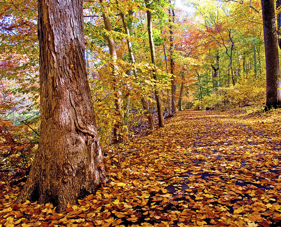 Path in Autumn Fairmount Park Philadelphia Pennsylvania Photograph by A Macarthur Gurmankin