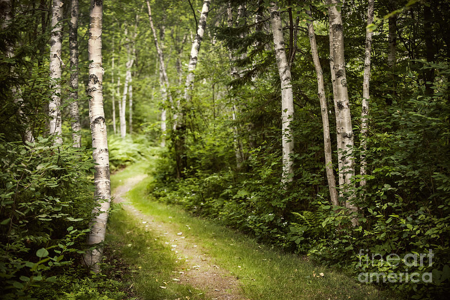 Tree Photograph - Path in birch forest by Elena Elisseeva