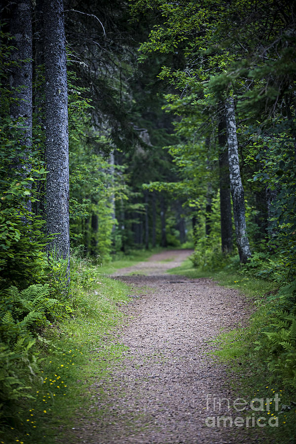 Path in dark forest 2 Photograph by Elena Elisseeva