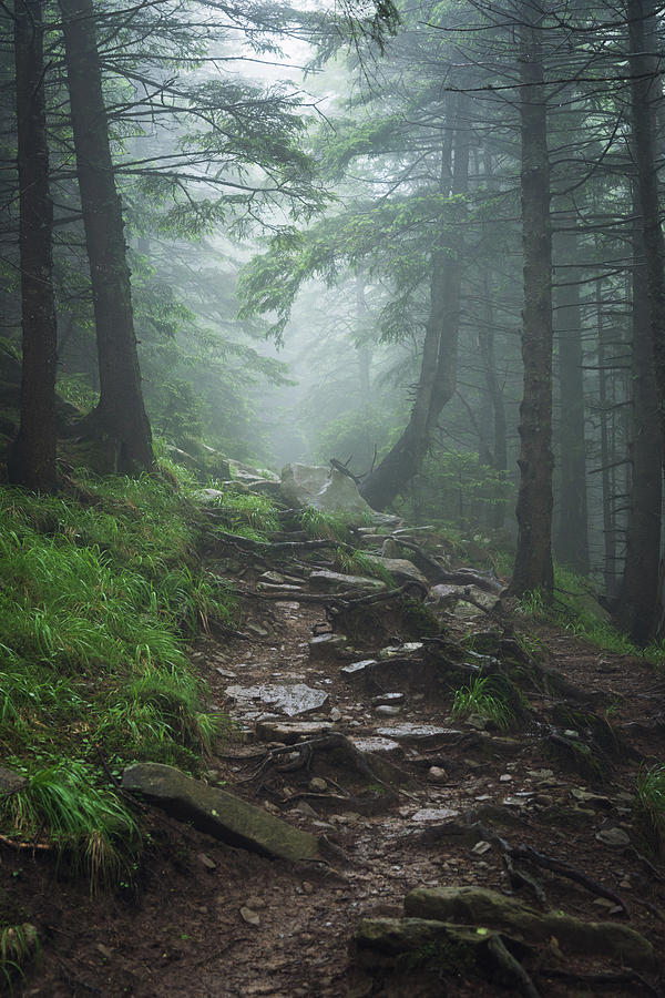 Path In Foggy Forest Photograph by Anton Violin
