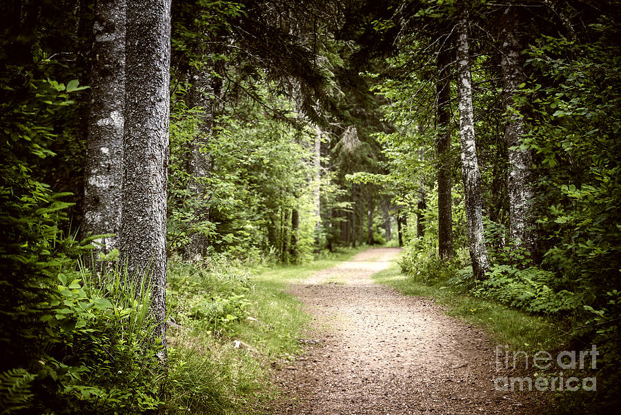 Tree Photograph - Path in green forest by Elena Elisseeva