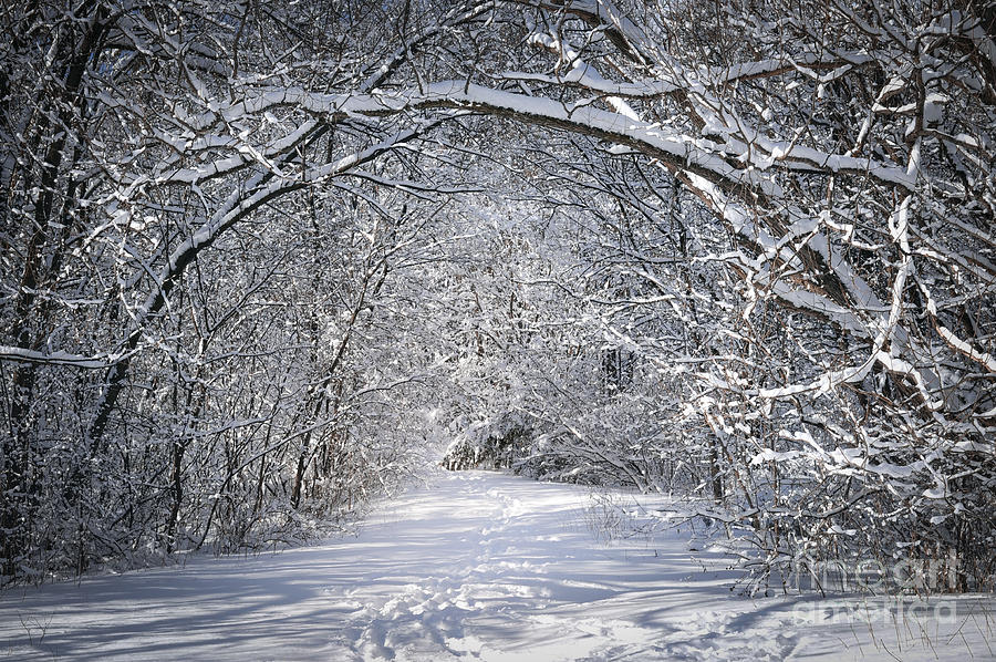 Winter Photograph - Path in snowy winter forests by Elena Elisseeva