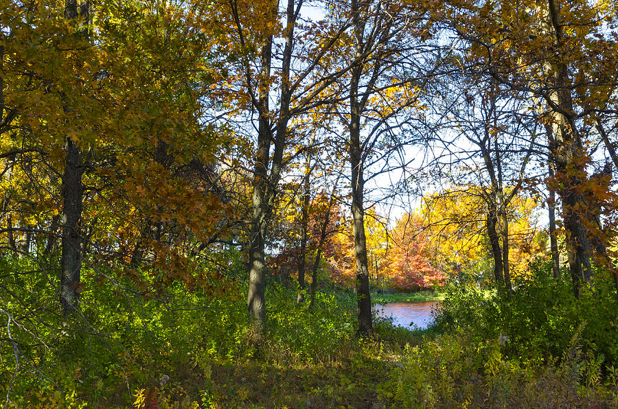 Path in the Autumn Forest Photograph by Lynn Hansen