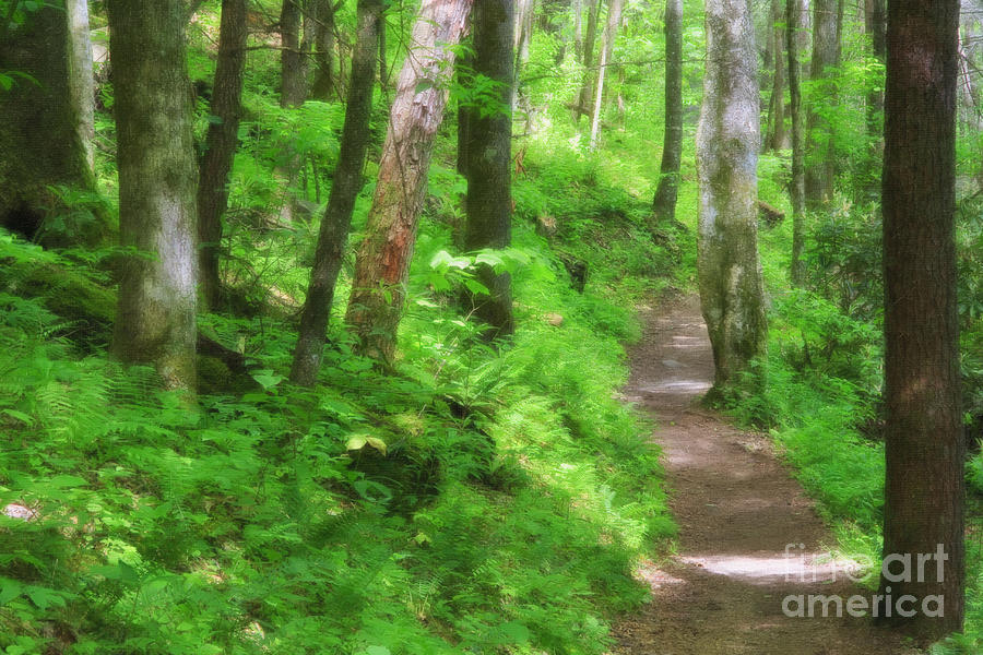 Path in the Forest Digital Art by Jill Lang
