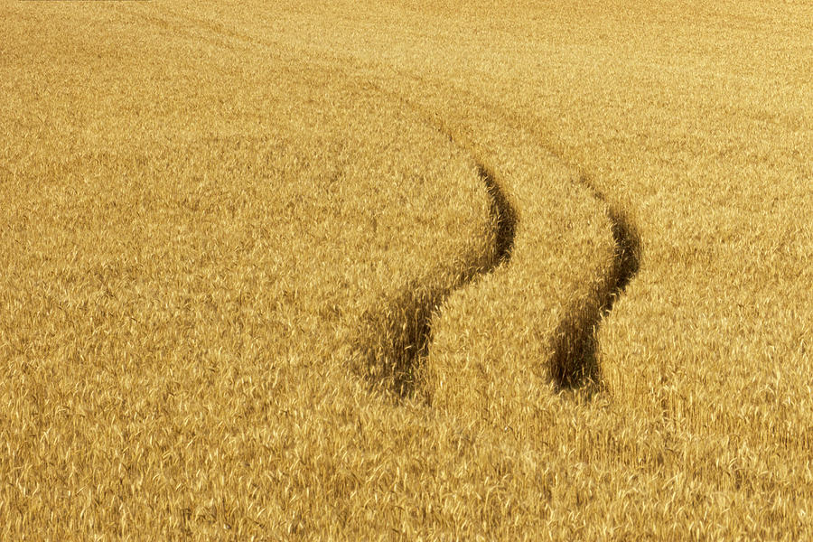 Path In The Wheat Field, Haro, La Photograph by Keren Su