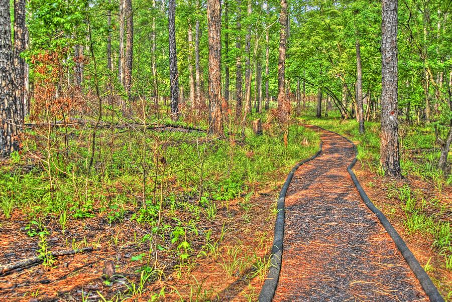 Path in the Woods by Donald Williams Path in the Woods by Donald Williams