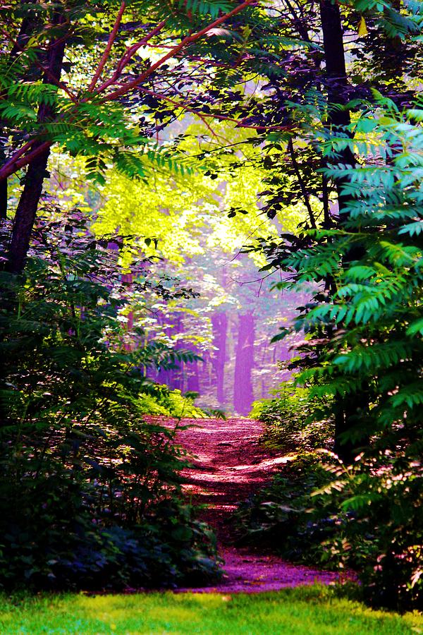 Path In The Woods Photograph by Evelina Charpentier - Fine Art America