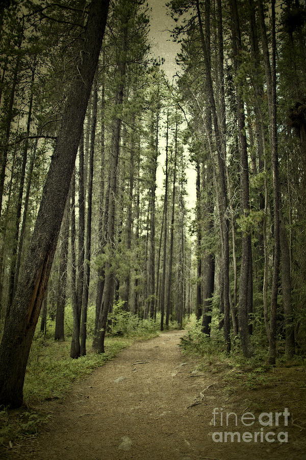 Banff National Park Photograph - Path in the woods by Ivy Ho