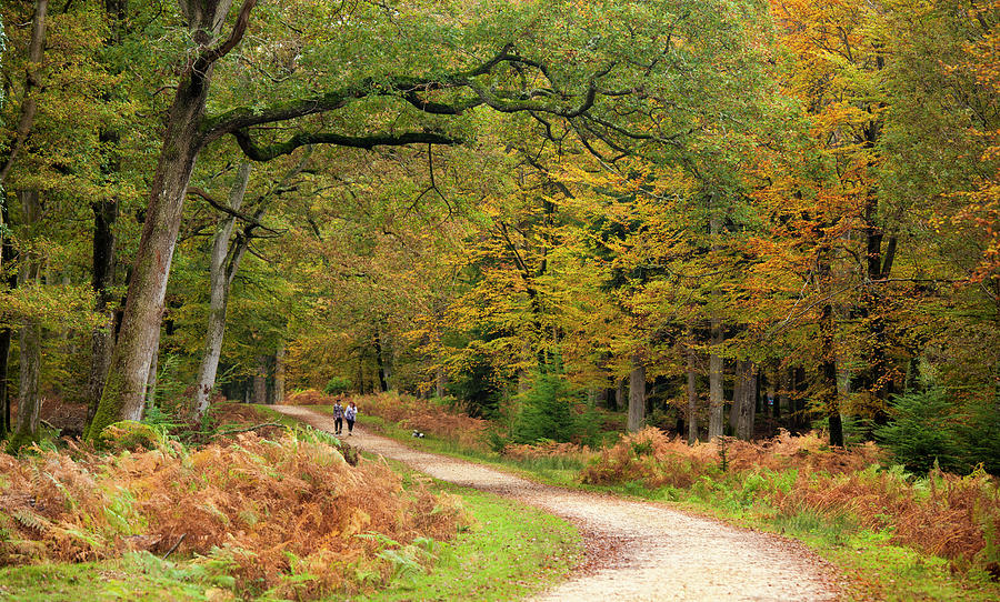 Path Leading Through Forest, Hampshire Photograph by Travelpix Ltd