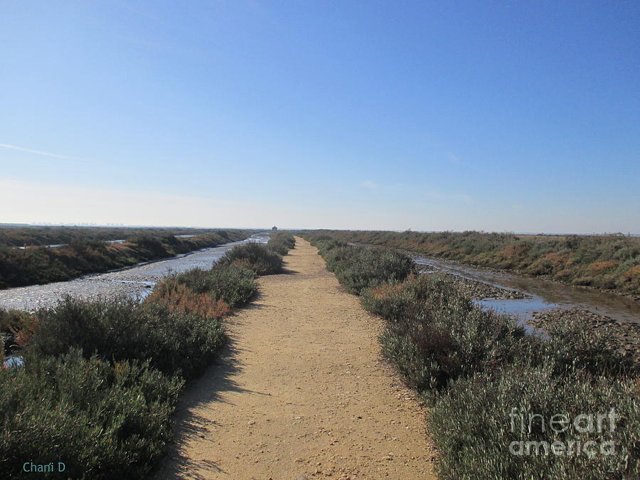 Path near Huelva Photograph by Chani Demuijlder