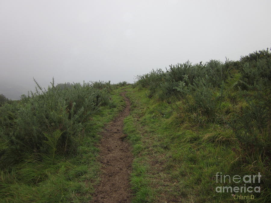 Path near Labets-Biscay Photograph by Chani Demuijlder