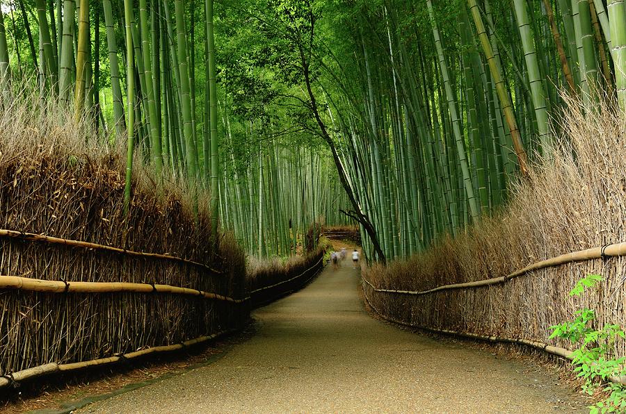 Path Of Bamboo In Arashiyama Photograph by Kaoru Hayashi