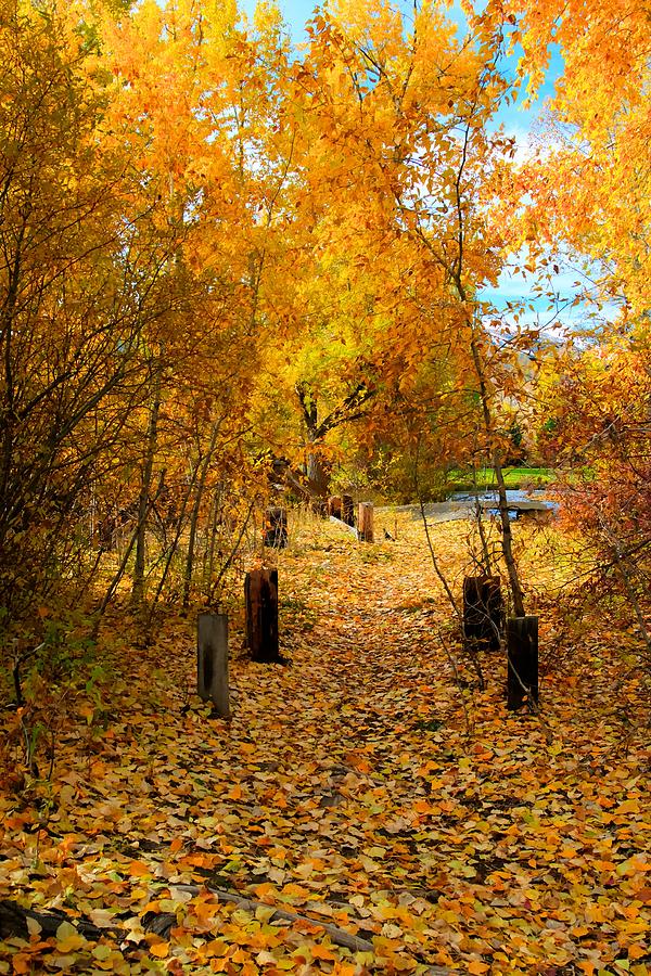 Path of Fall Foliage Photograph by Kevin Bone