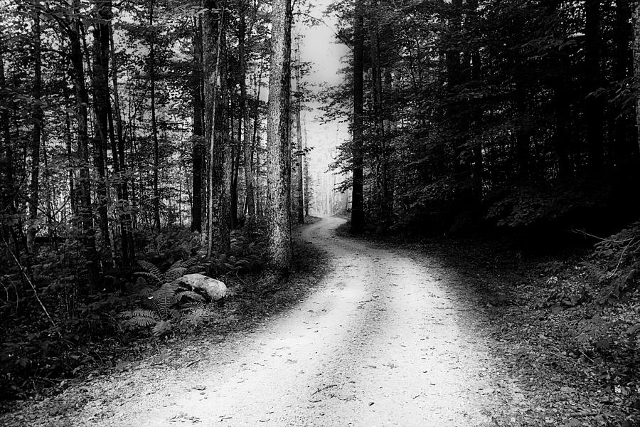 Path of Life in Black and White Photograph by Trina  Ansel