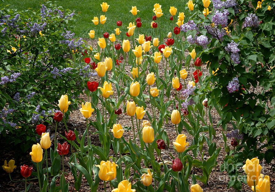 Path Of Tulips Digital Art By Glenn Morimoto Fine Art America 4244