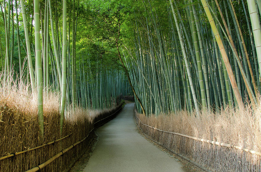 Path Through A Bamboo Forest Photograph by Kaoru Hayashi