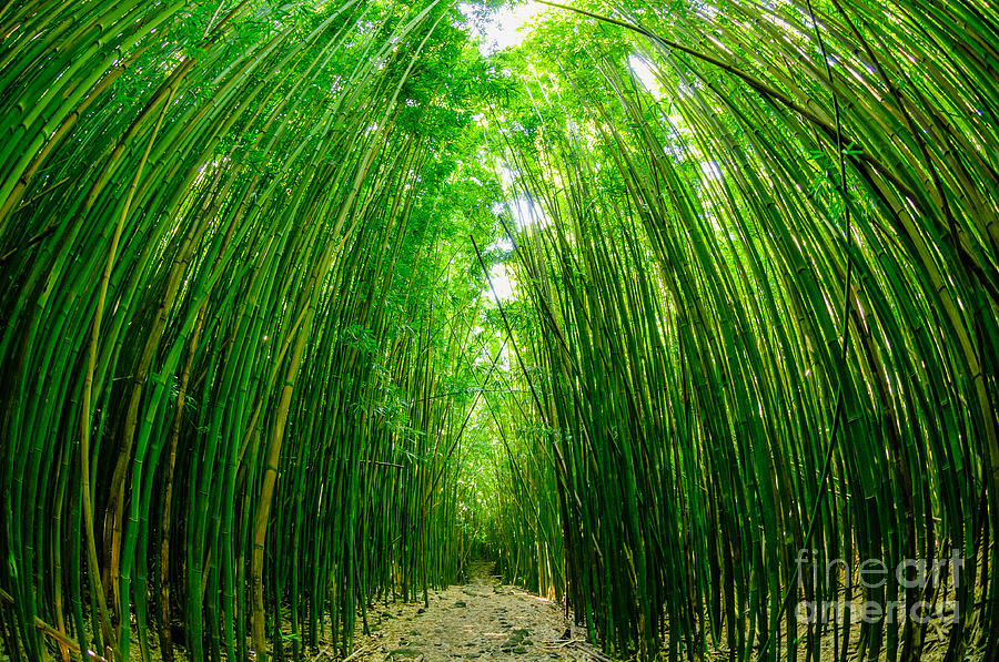 Jungle Photograph - Path through a bamboo forrest on Maui Hawaii USA by Don Landwehrle
