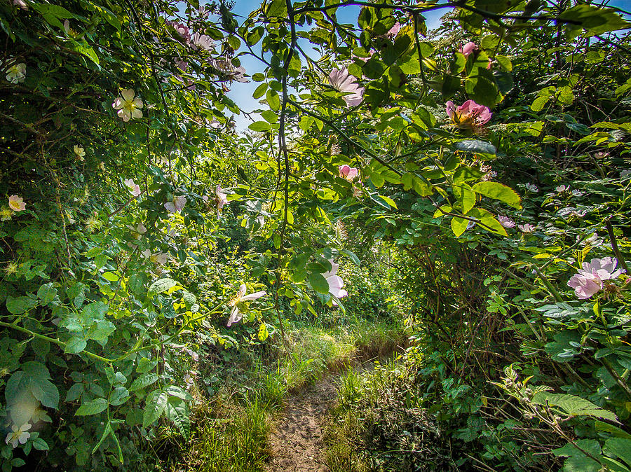 Path Through A Wild Rose Hedge Photograph by Martin Liebermann