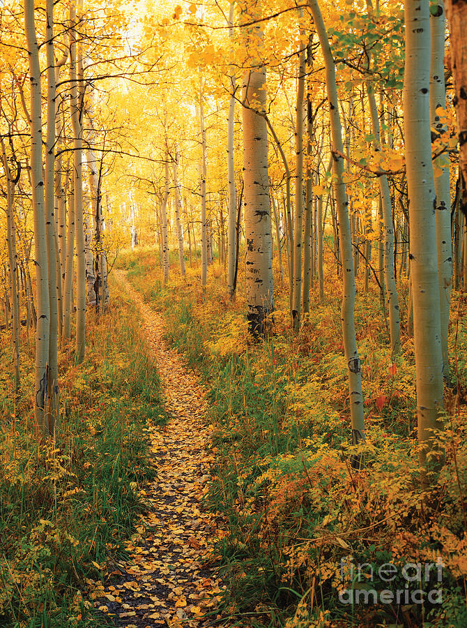 Fall Photograph - Path Through Aspens by James Steinberg