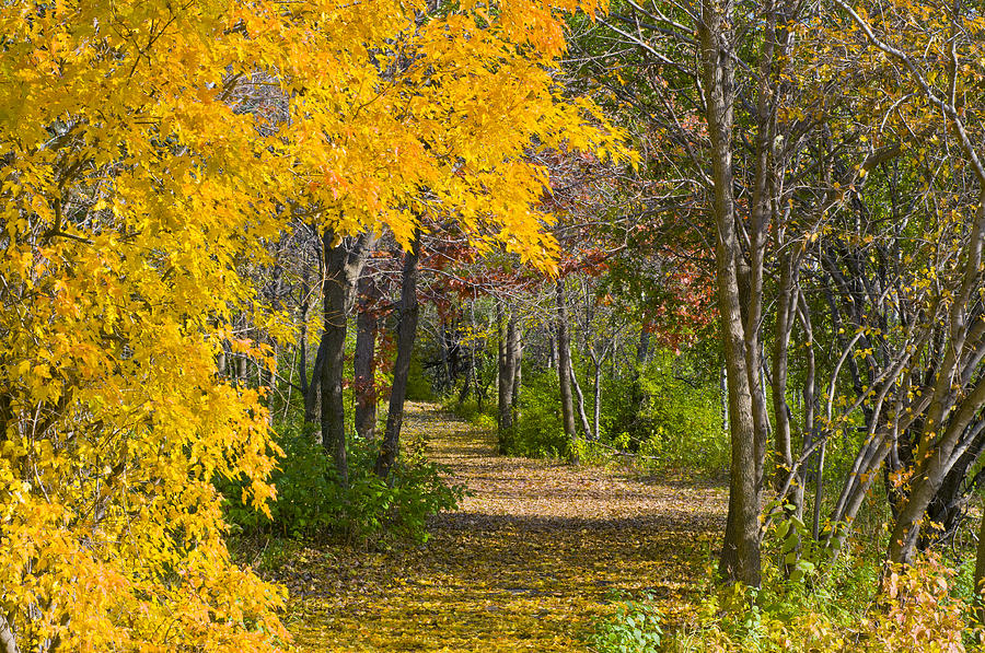 Path through Autumn Trees Photograph by Lynn Hansen