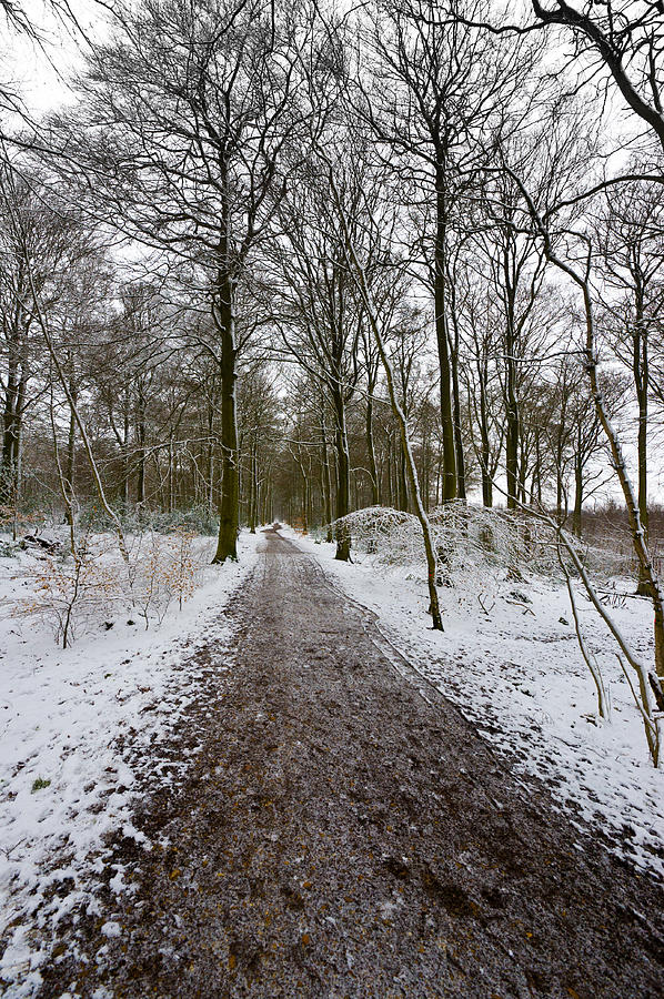 Path through Common Wood Photograph by Gary Eason