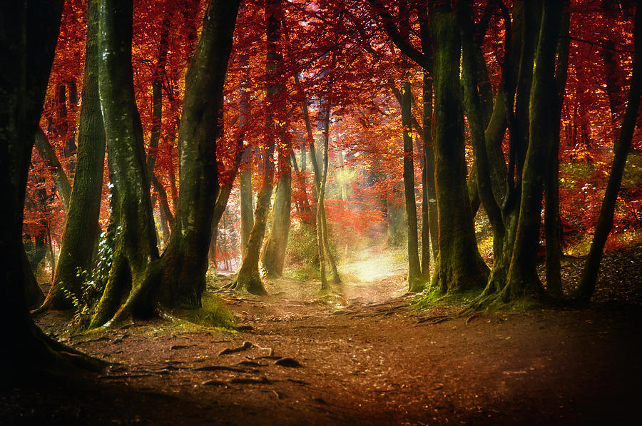 Path Through Forest Photograph by Philippe Manguin Photographies