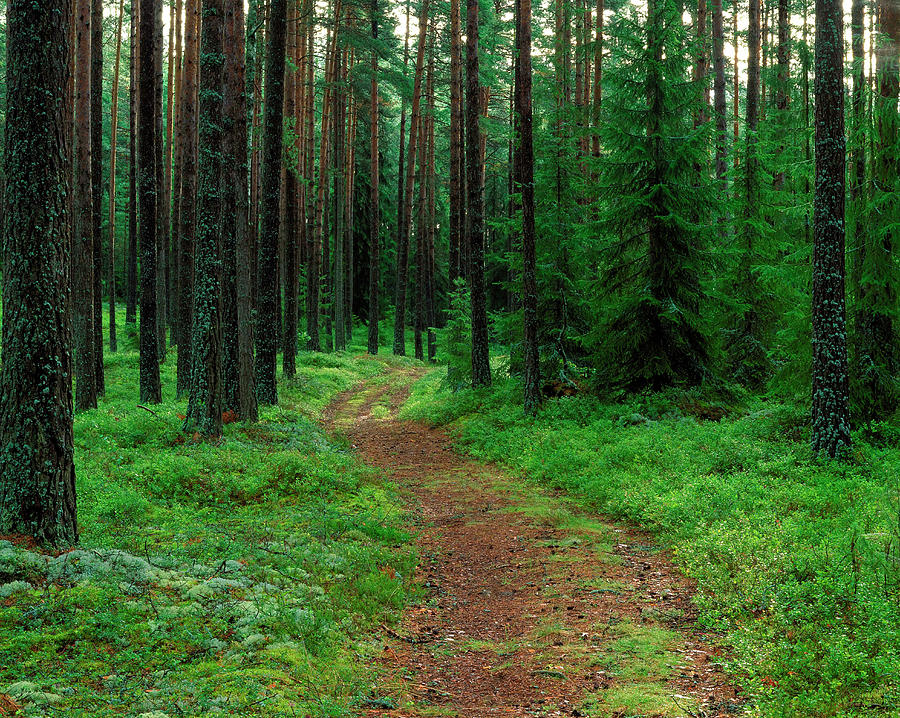 Path Through Forestry. Photograph by Bjorn Svensson/science Photo Library
