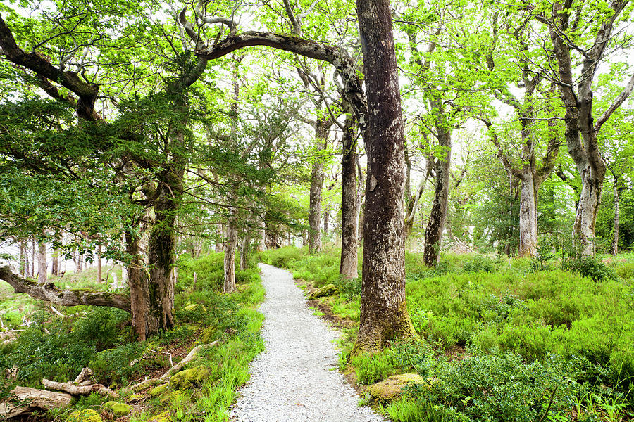 Path Through Killarney National Park Photograph by Jorg Greuel