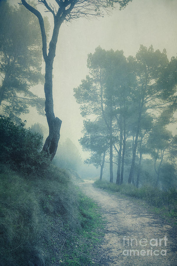 Mist Photograph - Path Through Pinewood Mist by Paul Grand
