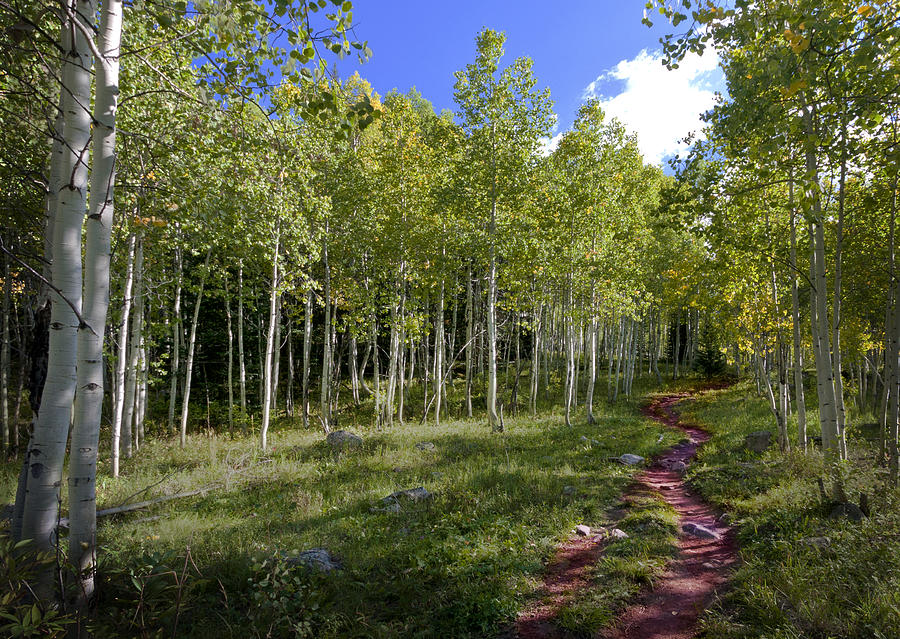 Tree Photograph - Path Through the Aspens in Colorado by Karen Stephenson