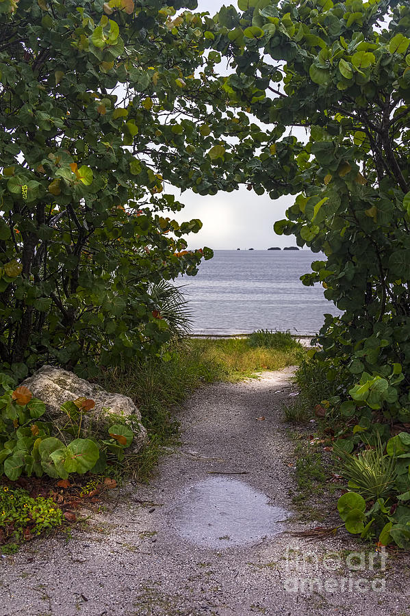 Tree Photograph - Path through the Sea Grapes by Marvin Spates